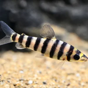 Zertifiziert Grüner Leporinus (Leporinus affinis )